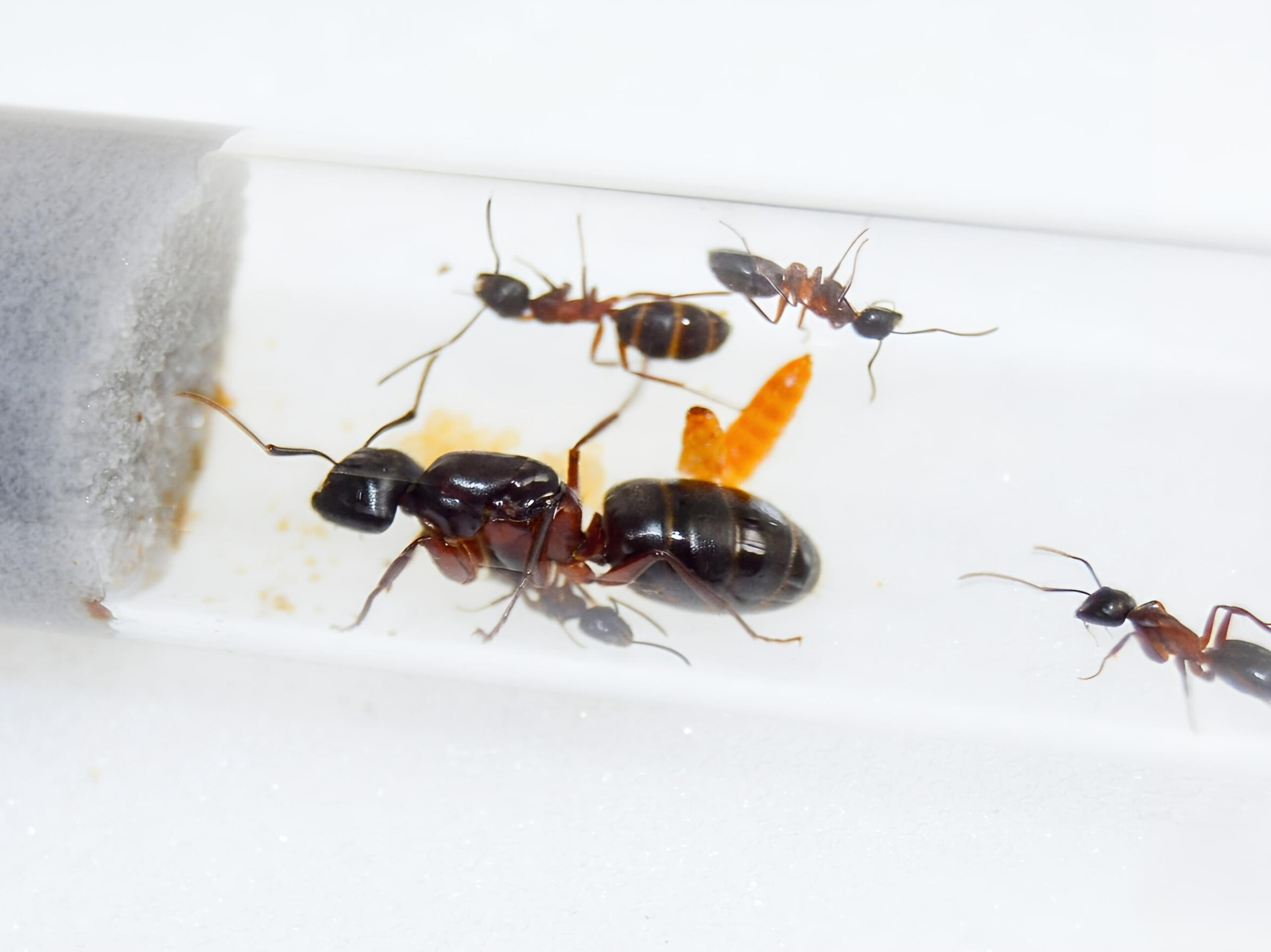 Купить Муравьи Camponotus herculeanus с доставкой